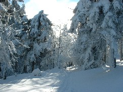 Zieleniec 2003